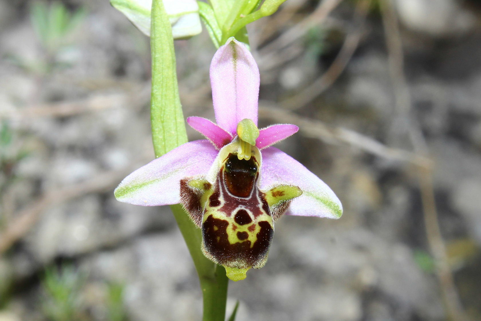 Orchidee dell''Imperiese